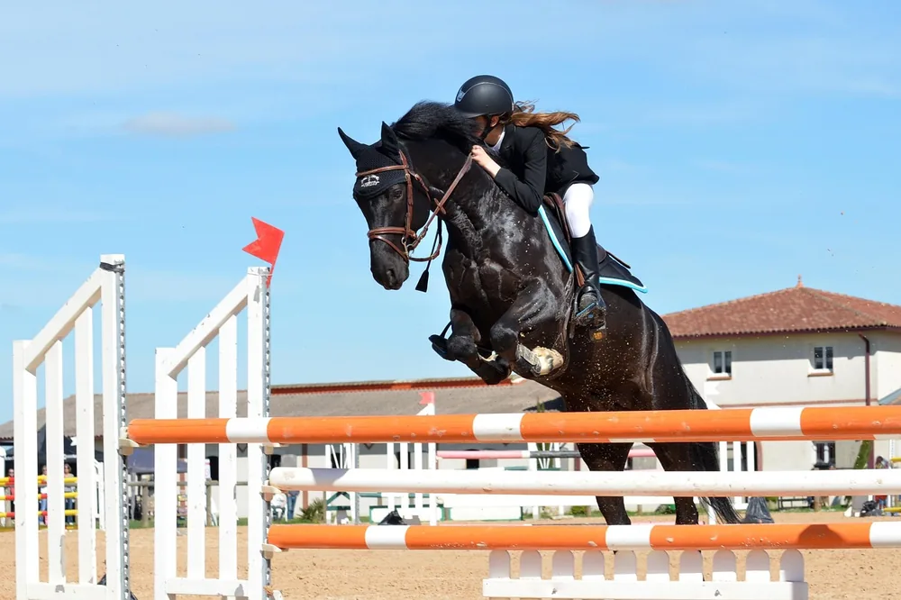 cheval, equitation, saut obstacle, nature, sport