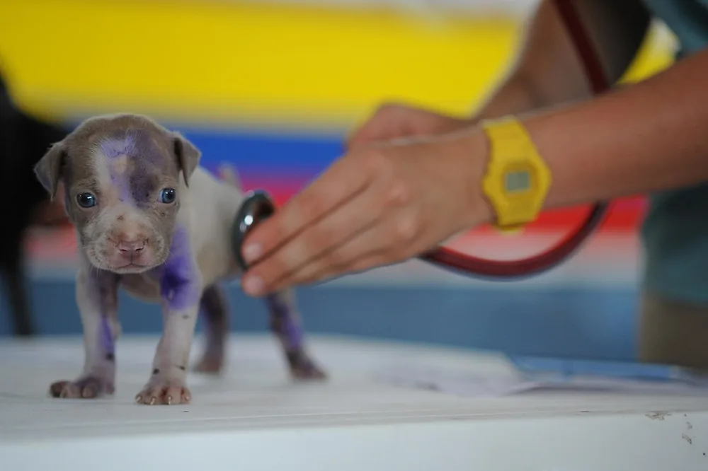 chien, chiot, canin, efp, vétérinaire, soins médicaux, vérification de coeur, stéthoscope, animal de compagnie, animal, mignonne, peu